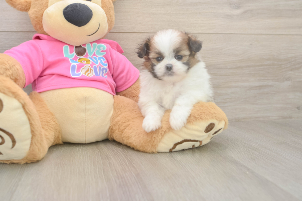 Shih Pom Puppy for Adoption