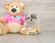 6 week old Shih Pom Puppy For Sale - Seaside Pups