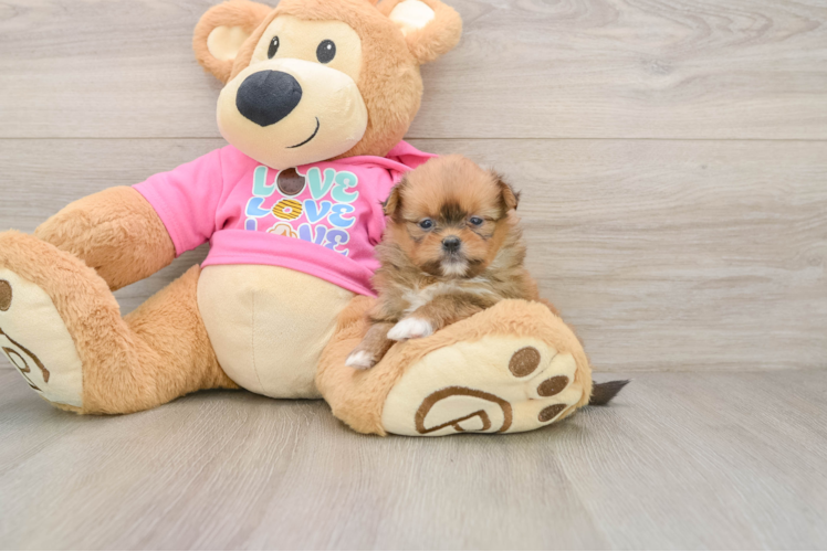 Best Shih Pom Baby