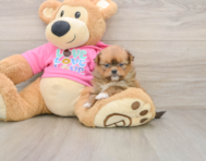 7 week old Shih Pom Puppy For Sale - Seaside Pups