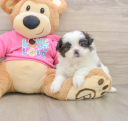 6 week old Shih Pom Puppy For Sale - Seaside Pups