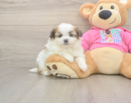 5 week old Shih Pom Puppy For Sale - Seaside Pups 5 week old Shih Pom Puppy For Sale - Seaside Pups