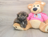 6 week old Shih Pom Puppy For Sale - Seaside Pups