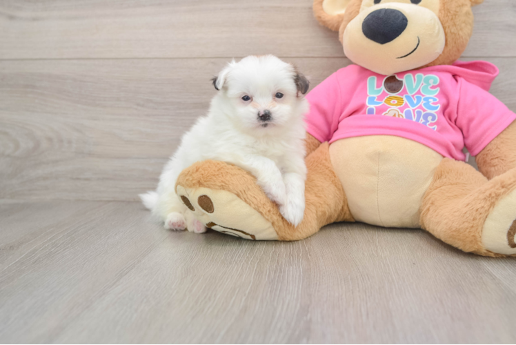 Small Shih Pom Baby