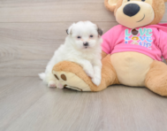 8 week old Shih Pom Puppy For Sale - Seaside Pups