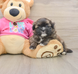 7 week old Shih Pom Puppy For Sale - Seaside Pups