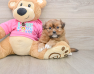5 week old Shih Pom Puppy For Sale - Seaside Pups