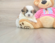 5 week old Shih Pom Puppy For Sale - Seaside Pups