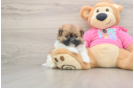 Funny Shih Pom Designer Pup