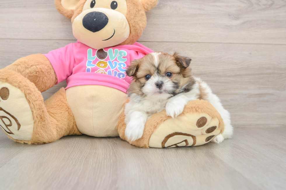 Shih Pom Pup Being Cute