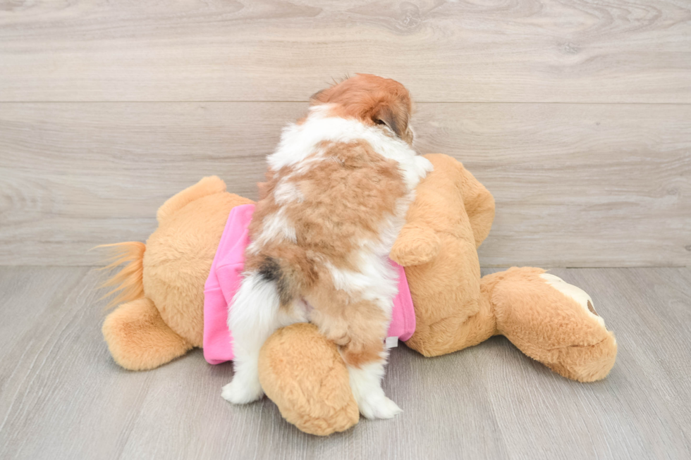 Funny Shih Pom Designer Pup