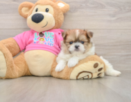 6 week old Shih Pom Puppy For Sale - Seaside Pups