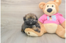 Shih Pom Puppy for Adoption