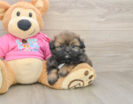 5 week old Shih Pom Puppy For Sale - Seaside Pups