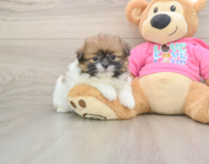 6 week old Shih Pom Puppy For Sale - Seaside Pups
