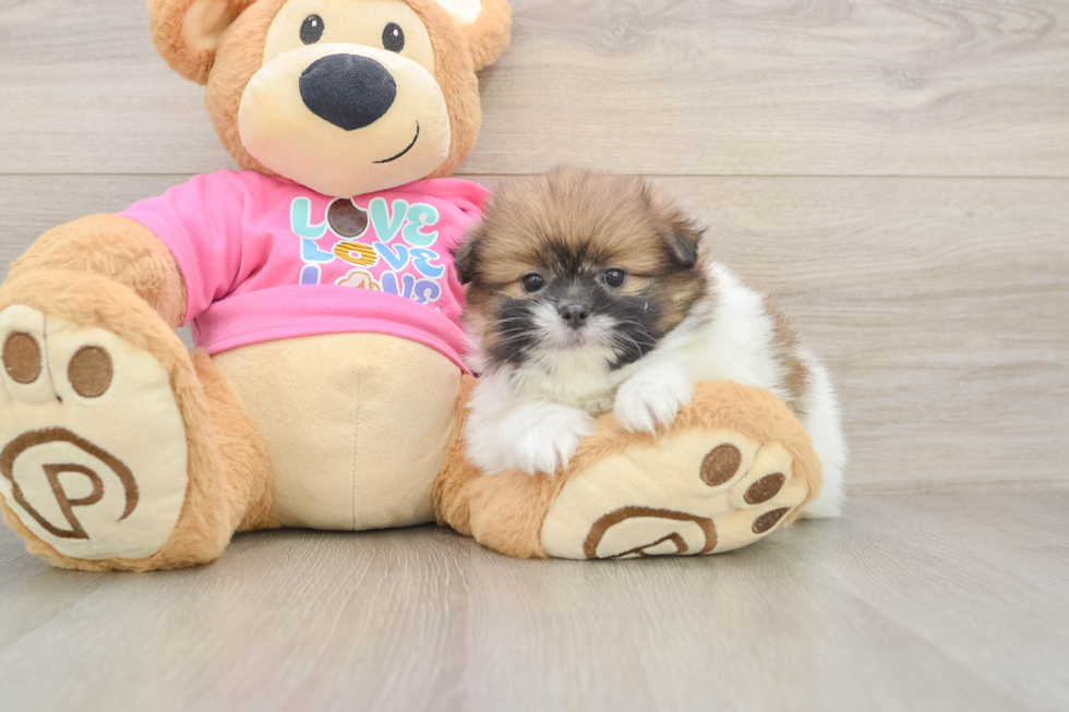 Shih Pom Pup Being Cute