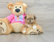 6 week old Shih Pom Puppy For Sale - Seaside Pups