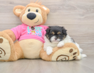 7 week old Shih Pom Puppy For Sale - Seaside Pups