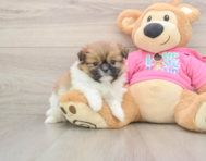 7 week old Shih Pom Puppy For Sale - Seaside Pups