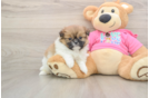 Shih Pom Pup Being Cute