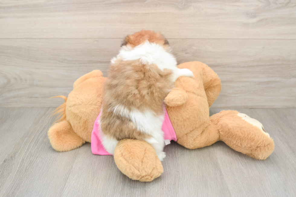 Shih Pom Puppy for Adoption