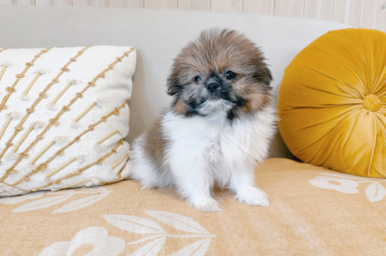 Cute Shih Pom Designer Pup