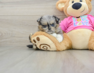 6 week old Shih Pom Puppy For Sale - Seaside Pups