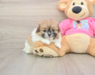 7 week old Shih Pom Puppy For Sale - Seaside Pups