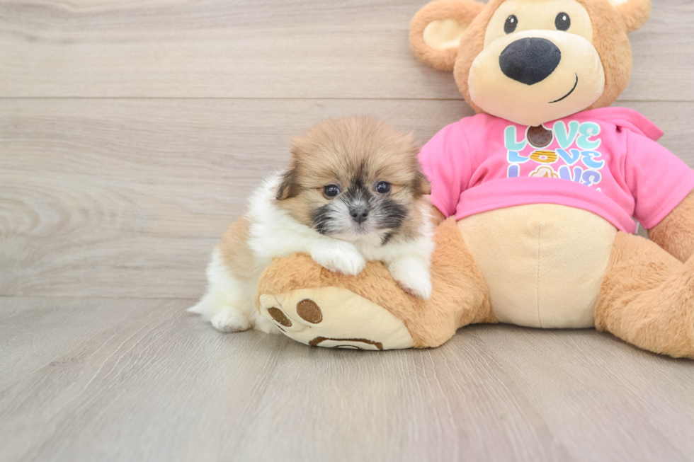 Smart Shih Pom Designer Pup