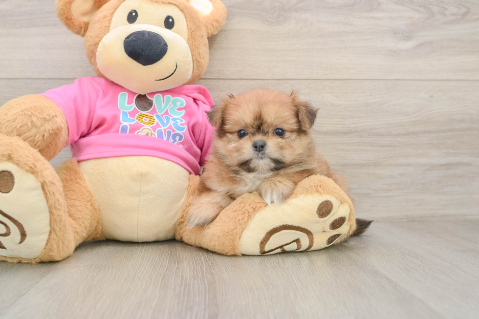 Shih Pom Puppy for Adoption