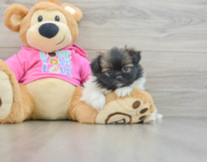 6 week old Shih Pom Puppy For Sale - Seaside Pups