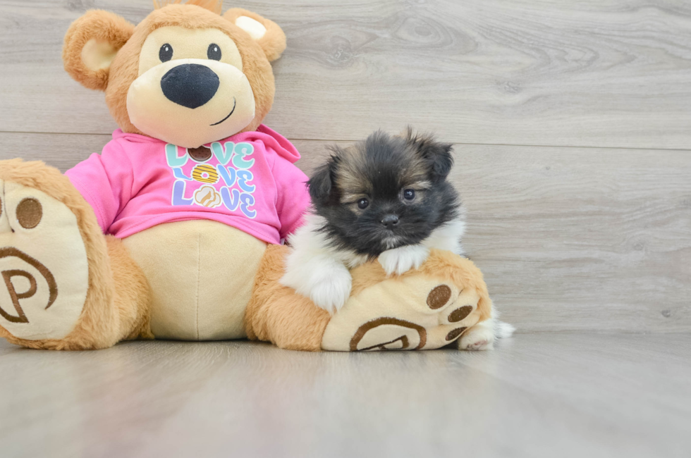 6 week old Shih Pom Puppy For Sale - Seaside Pups