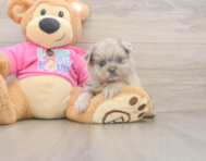 6 week old Shih Pom Puppy For Sale - Seaside Pups