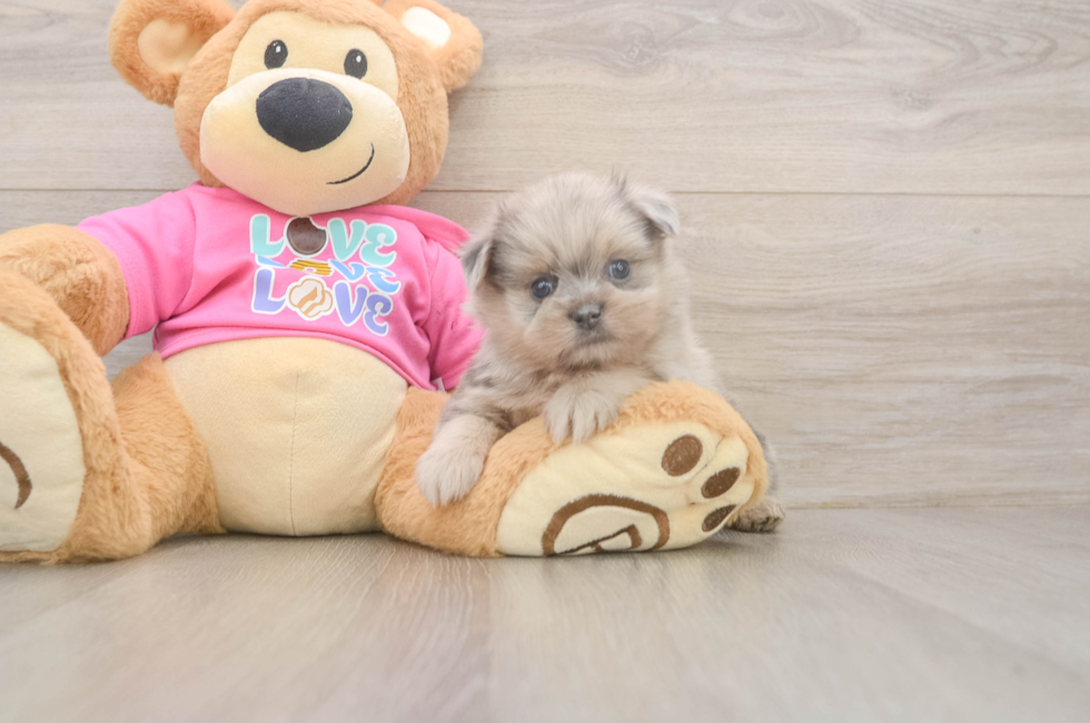 5 week old Shih Pom Puppy For Sale - Seaside Pups