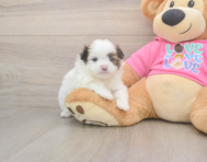 5 week old Shih Pom Puppy For Sale - Seaside Pups