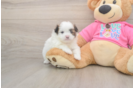 Shih Pom Pup Being Cute