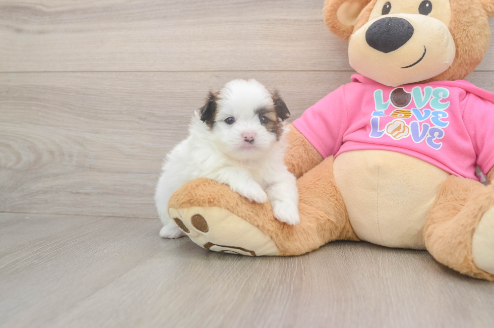 5 week old Shih Pom Puppy For Sale - Seaside Pups
