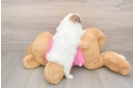 Shih Pom Puppy for Adoption