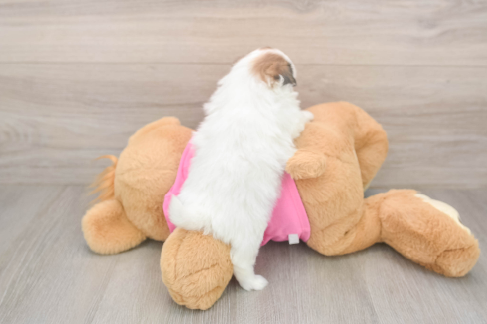 Shih Pom Puppy for Adoption