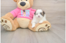 Shih Pom Puppy for Adoption
