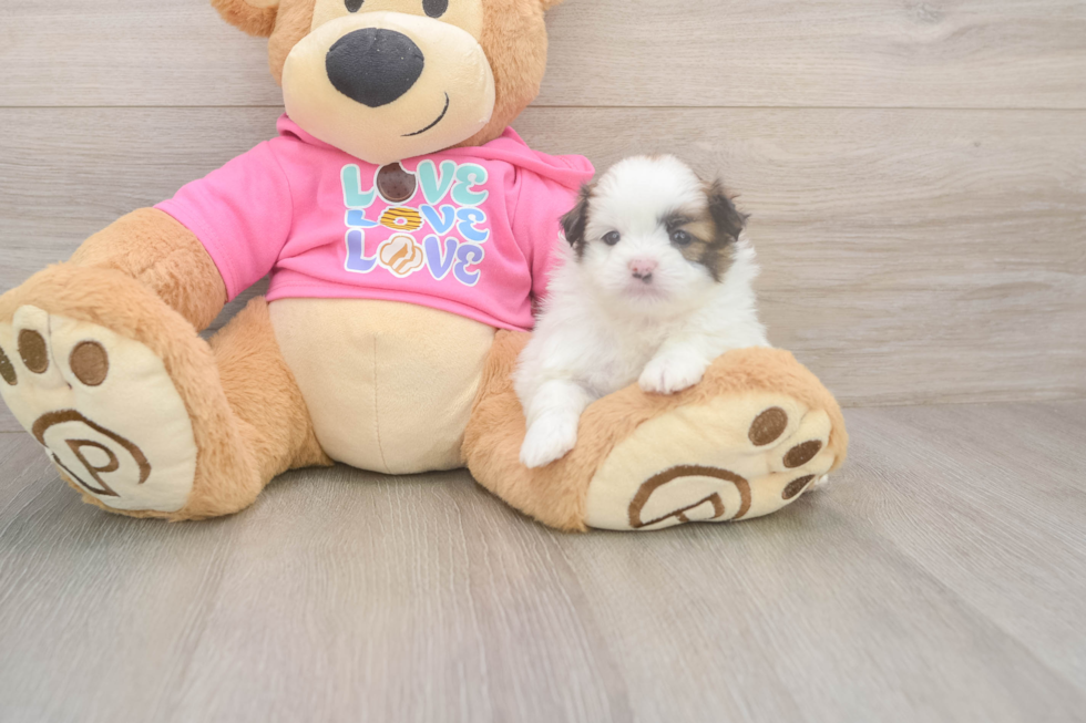 Shih Pom Puppy for Adoption
