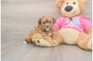 Best Shih Pom Baby