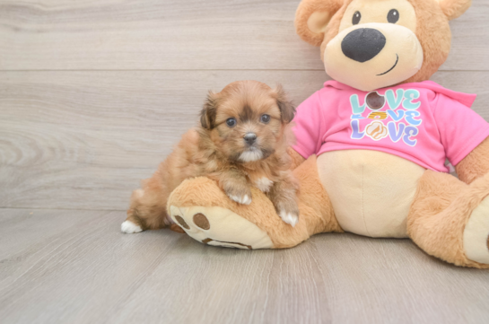 Best Shih Pom Baby