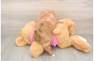 Shih Pom Puppy for Adoption