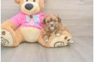 Best Shih Pom Baby