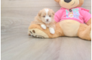 Shih Pom Pup Being Cute