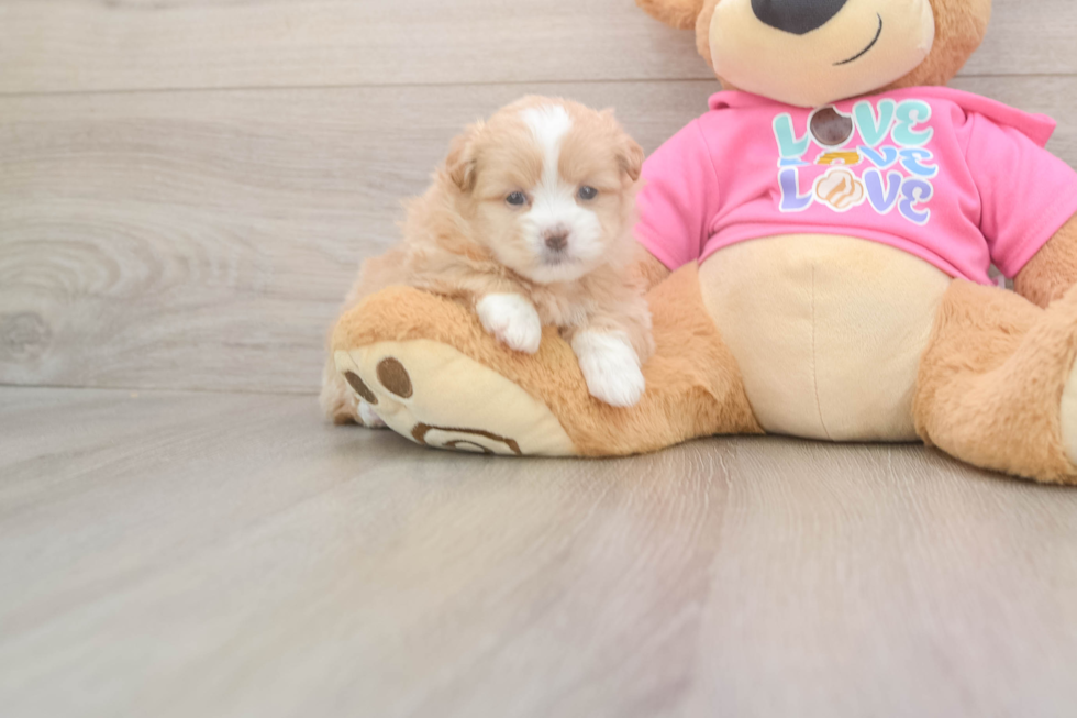 Shih Pom Pup Being Cute
