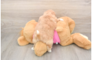 Popular Shih Pom Designer Pup