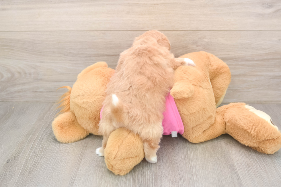 Popular Shih Pom Designer Pup