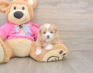 5 week old Shih Pom Puppy For Sale - Seaside Pups